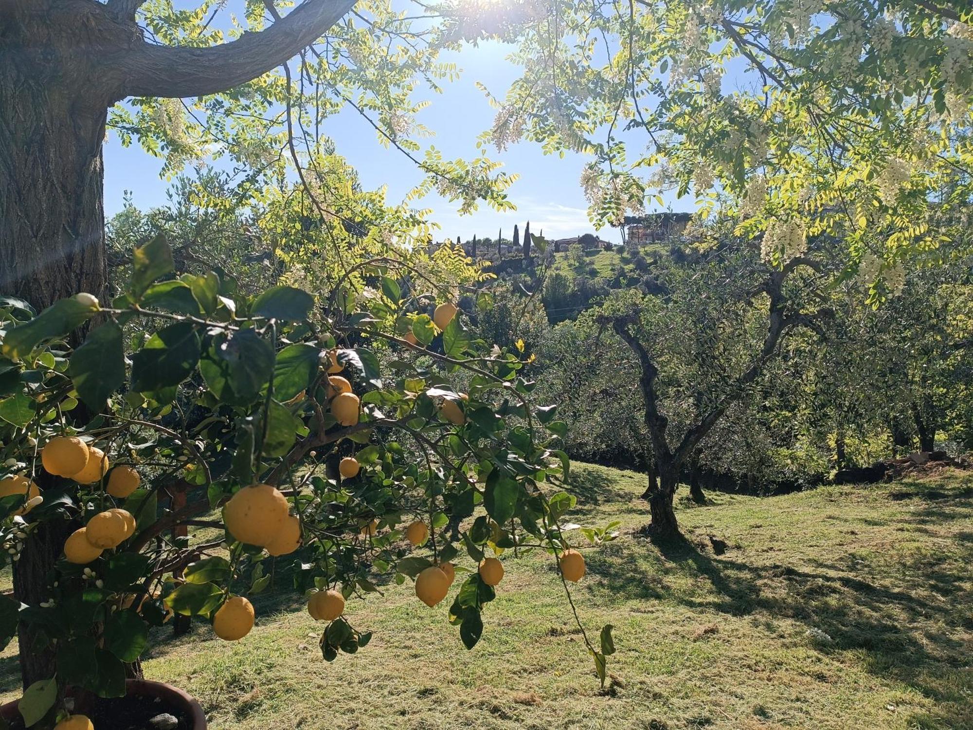 Le Massucce San Casciano in Val di Pesa Luaran gambar